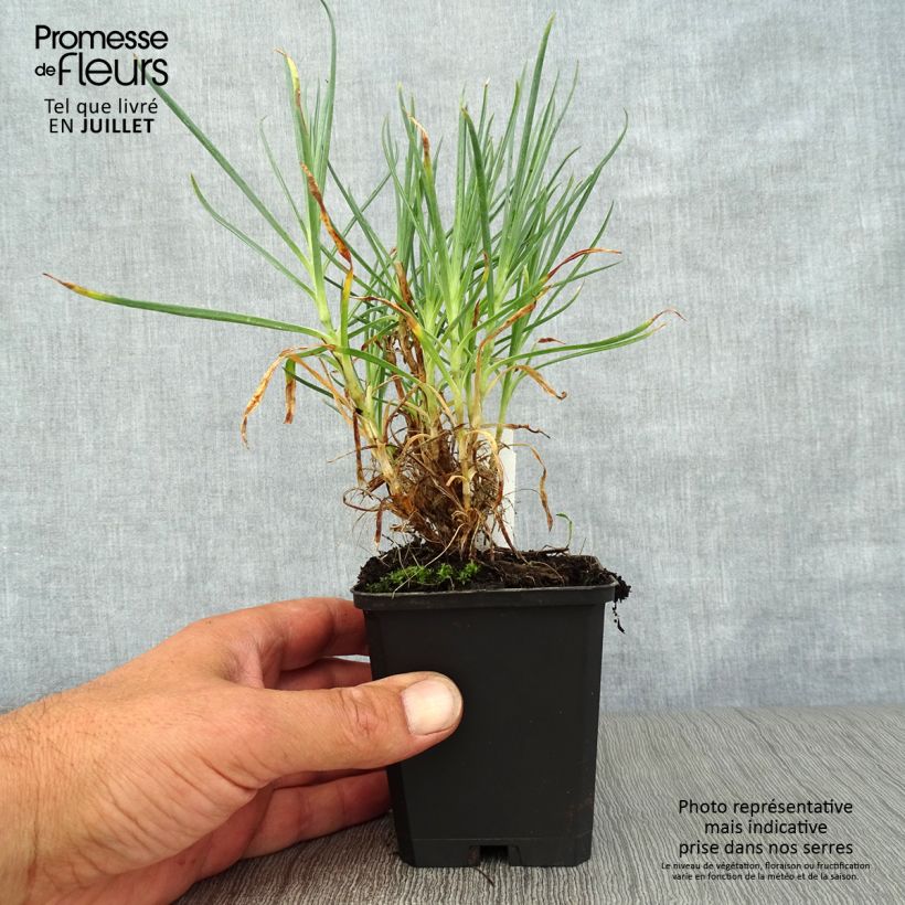 Esemplare di Dianthus plumarius Devon Cream - Garofano strisciante Vasetto da 8/9 cm consegnato in estate
