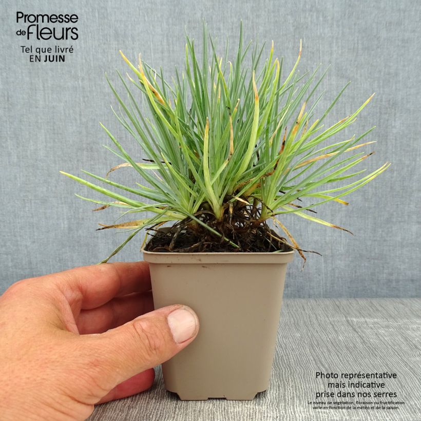 Esemplare di Dianthus plumarius Doris - Garofano strisciante Vasetto da 8/9 cm consegnato in estate