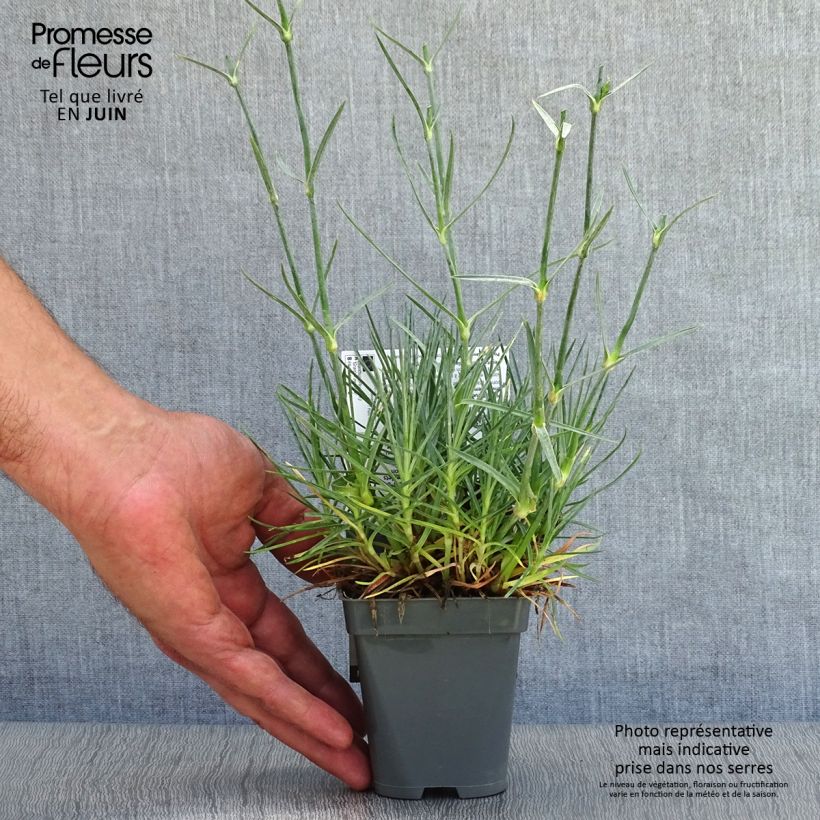Esemplare di Dianthus plumarius Gran's Favourite - Garofano strisciante Vasetto da 8/9 cm consegnato in estate