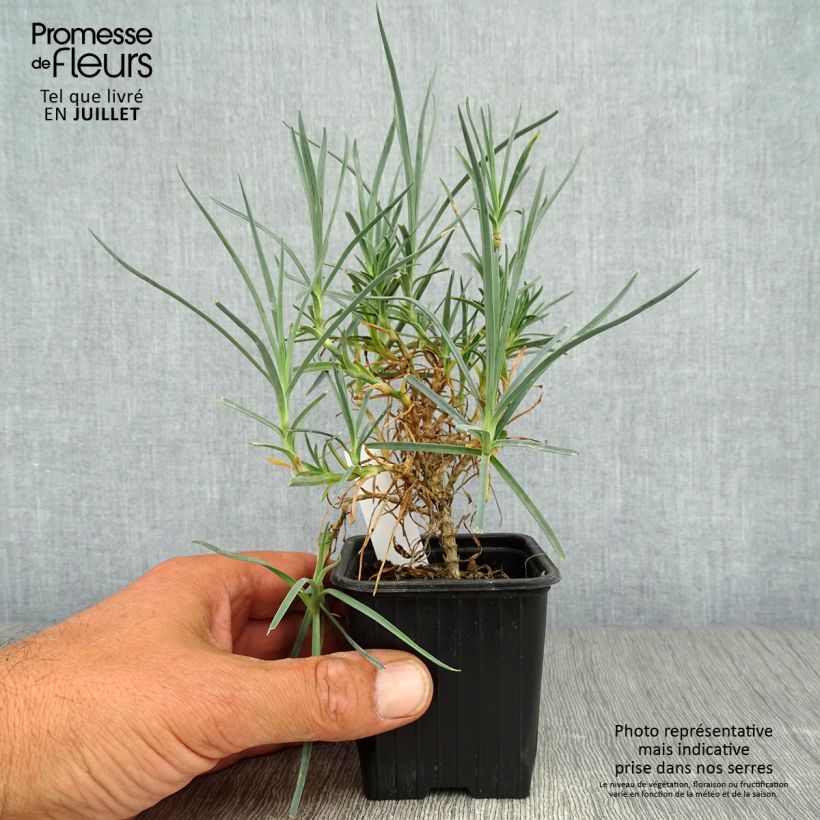 Esemplare di Dianthus plumarius Haytor White - Garofano strisciante Vasetto da 8/9 cm consegnato in estate