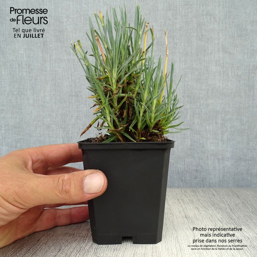 Esemplare di Dianthus plumarius Heidi - Garofano strisciante Vasetto da 8/9 cm consegnato in estate