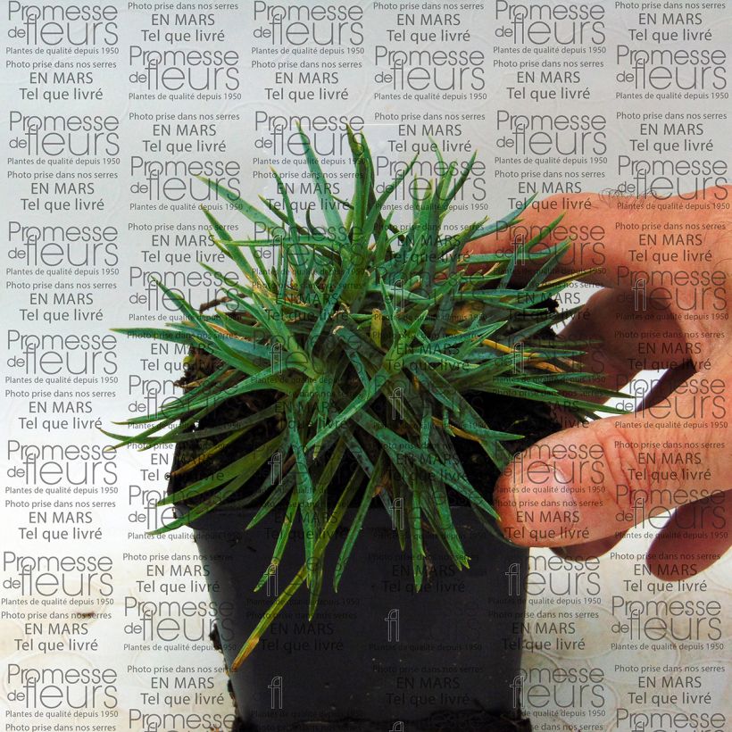 Esempio di esemplare Dianthus plumarius Helen - Garofano strisciante Vasetto da 8/9 cm come consegnato