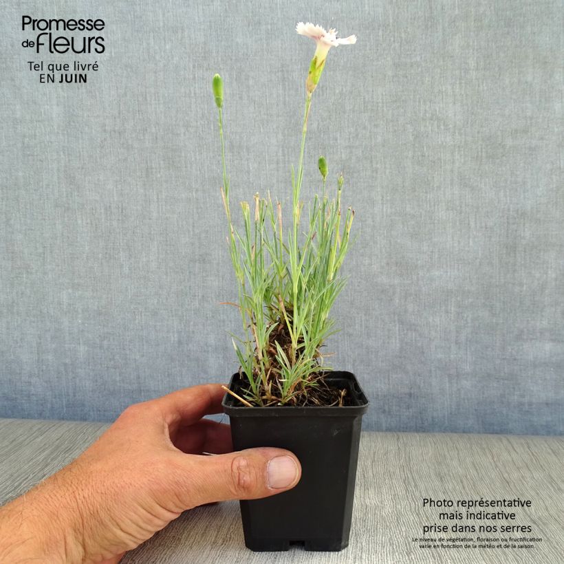 Esemplare di Dianthus plumarius Ine - Garofano strisciante Vasetto da 8/9 cm consegnato in estate