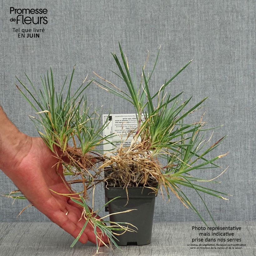 Esemplare di Dianthus plumarius Laced Monarch - Garofano strisciante Vasetto da 8/9 cm consegnato in estate