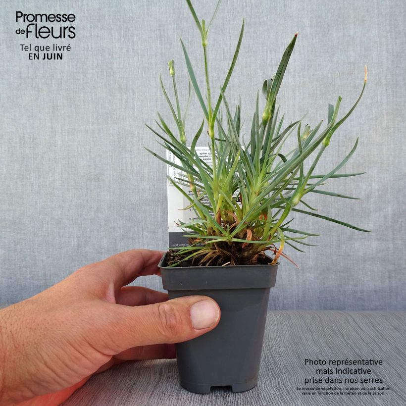 Esemplare di Dianthus plumarius Lady in Red - Garofano strisciante Vasetto da 8/9 cm consegnato in estate