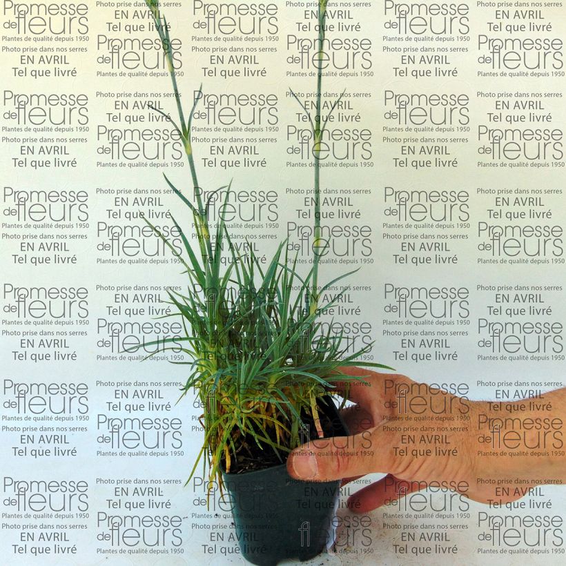 Esempio di esemplare Dianthus plumarius Letitia Wyatt - Garofano strisciante Vasetto da 8/9 cm come consegnato
