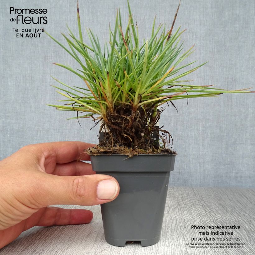 Esemplare di Dianthus plumarius Lily the Pink - Garofano strisciante Vasetto da 8/9 cm consegnato in estate
