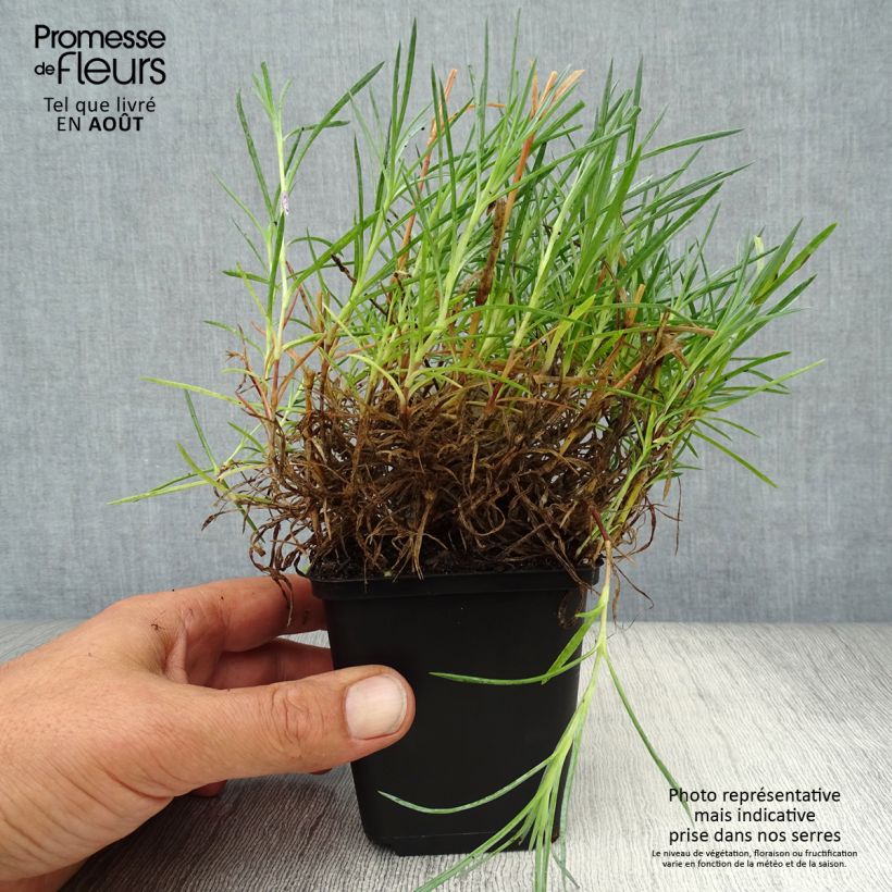Esemplare di Dianthus plumarius Maggie - Garofano strisciante Vasetto da 8/9 cm consegnato in estate