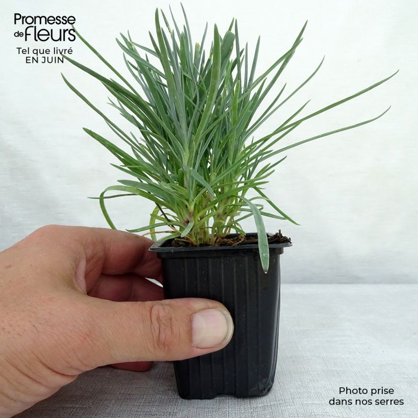 Esemplare di Dianthus plumarius Moulin Rouge - Garofano strisciante Vasetto da 7/8 cm consegnato in estate