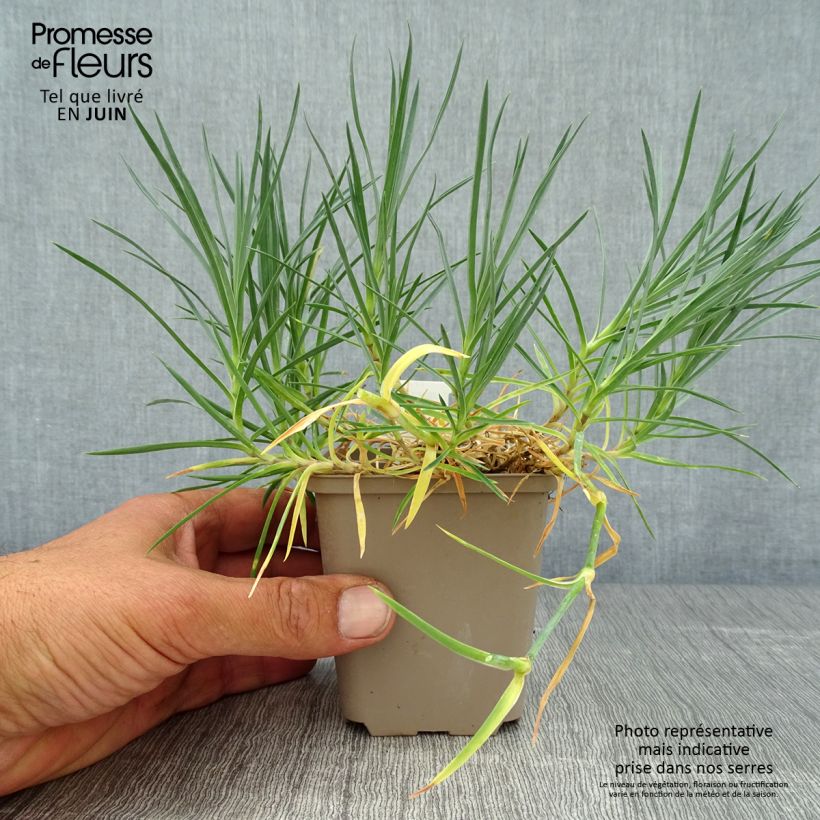 Esemplare di Dianthus plumarius Mrs Sinkins - Garofano strisciante Vasetto da 8/9 cm consegnato in estate