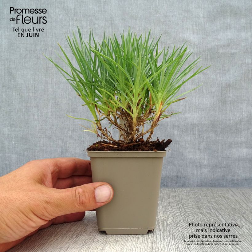 Esemplare di Dianthus plumarius Munot - Garofano strisciante Vasetto da 8/9 cm consegnato in estate