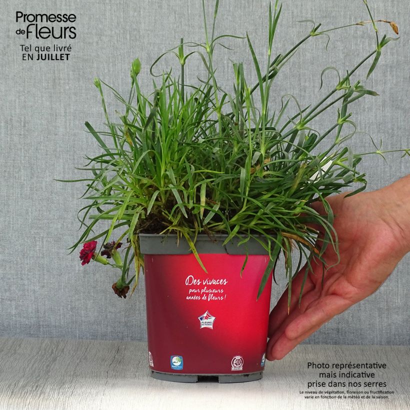 Esemplare di Dianthus plumarius Passion Hot Red - Garofano strisciante Vaso da 2L/3L consegnato in estate