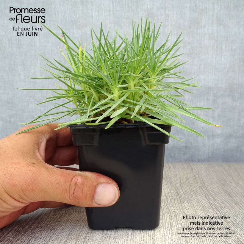 Esemplare di Dianthus plumarius Scent First Iced Gem - Garofano strisciante Vasetto da 7/8 cm consegnato in estate