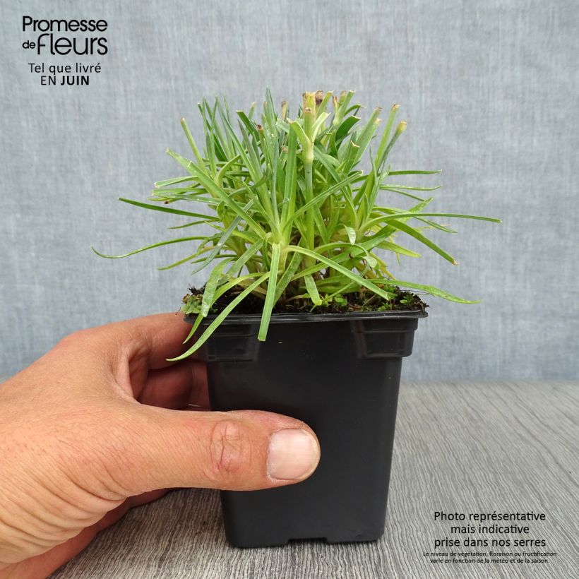 Esemplare di Dianthus plumarius Scent First Memories - Garofano strisciante Vasetto da 7/8 cm consegnato in estate