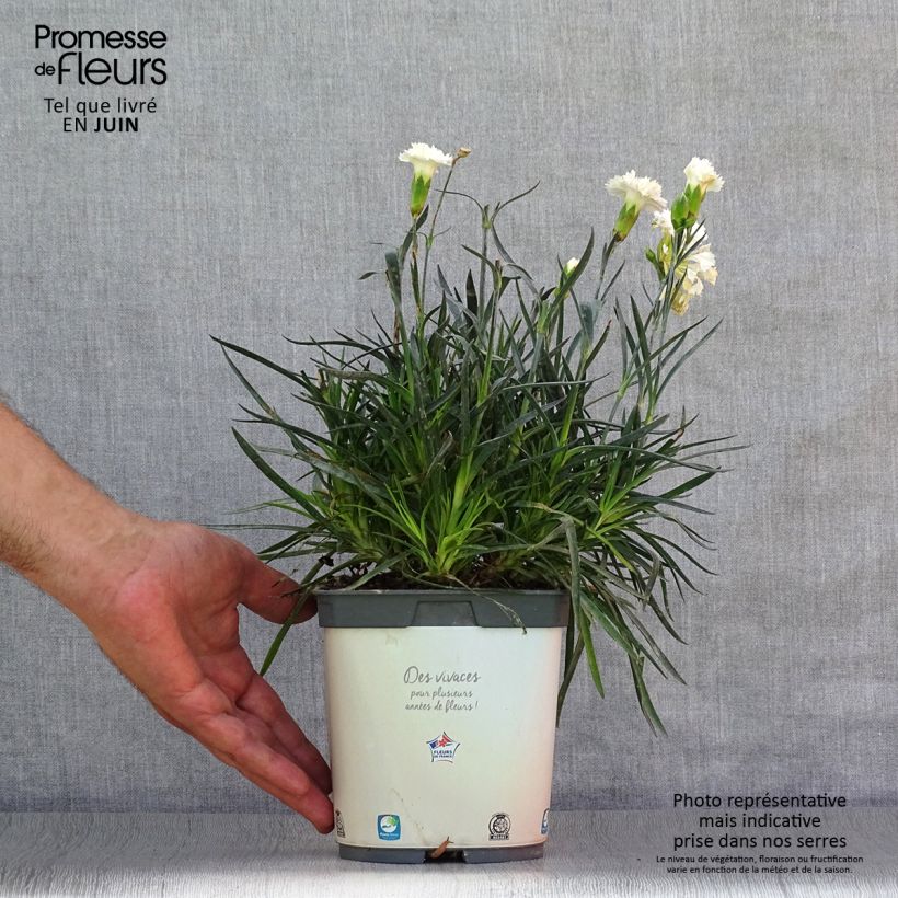Esemplare di Dianthus plumarius Scent First Memories - Garofano strisciante Vaso da 2L/3L consegnato in estate