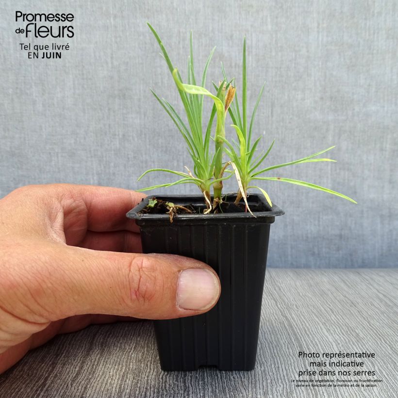Esemplare di Dianthus plumarius Scent First Romance - Garofano strisciante Vasetto da 7/8 cm consegnato in estate
