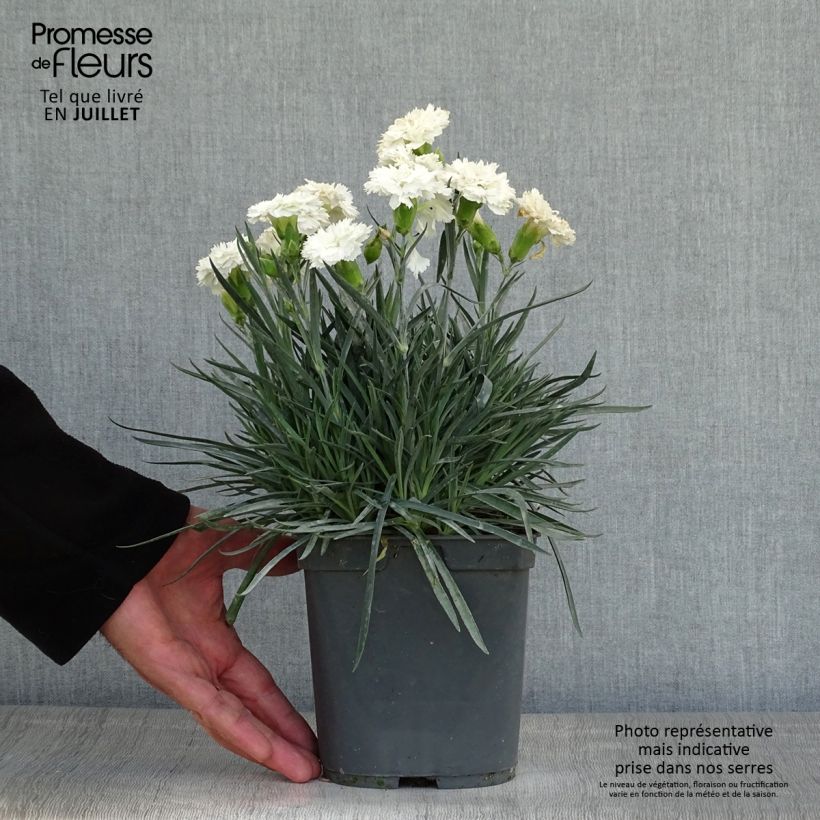 Esemplare di Dianthus plumarius Scent First Romance - Garofano strisciante Vaso da 2L/3L consegnato in estate