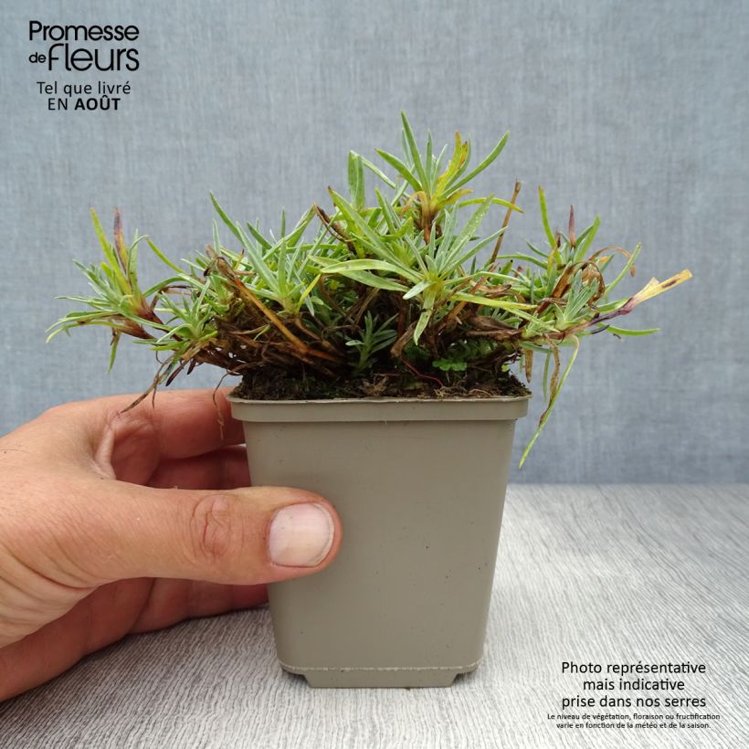 Esemplare di Dianthus plumarius Warden Hybrid - Garofano strisciante Vasetto da 8/9 cm consegnato in estate