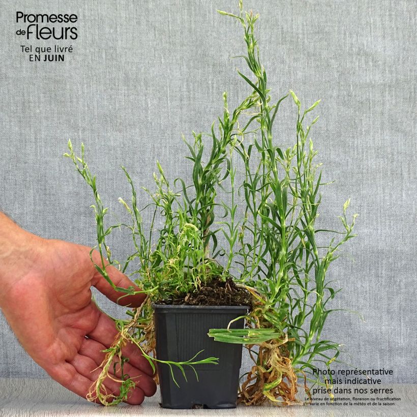 Esemplare di Dianthus superbus - Garofanino frangiato Vasetto da 8/9 cm consegnato in estate