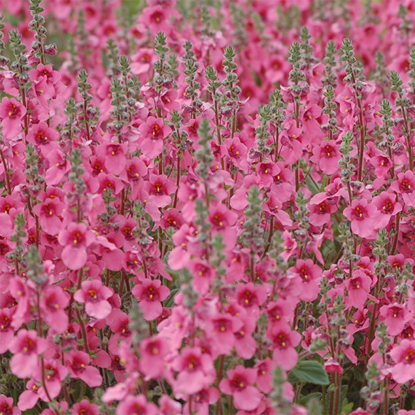 Diascia fetcaniensis (Fioritura)