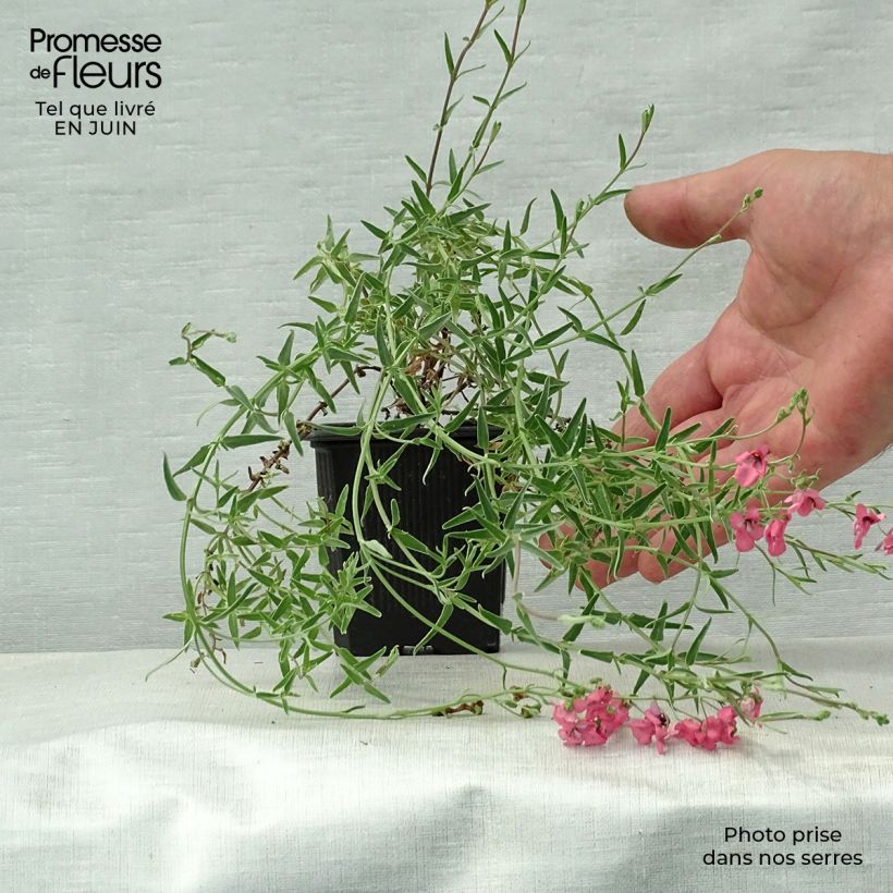 Esemplare di Diascia integerrima Vasetto da 8/9 cm consegnato in estate