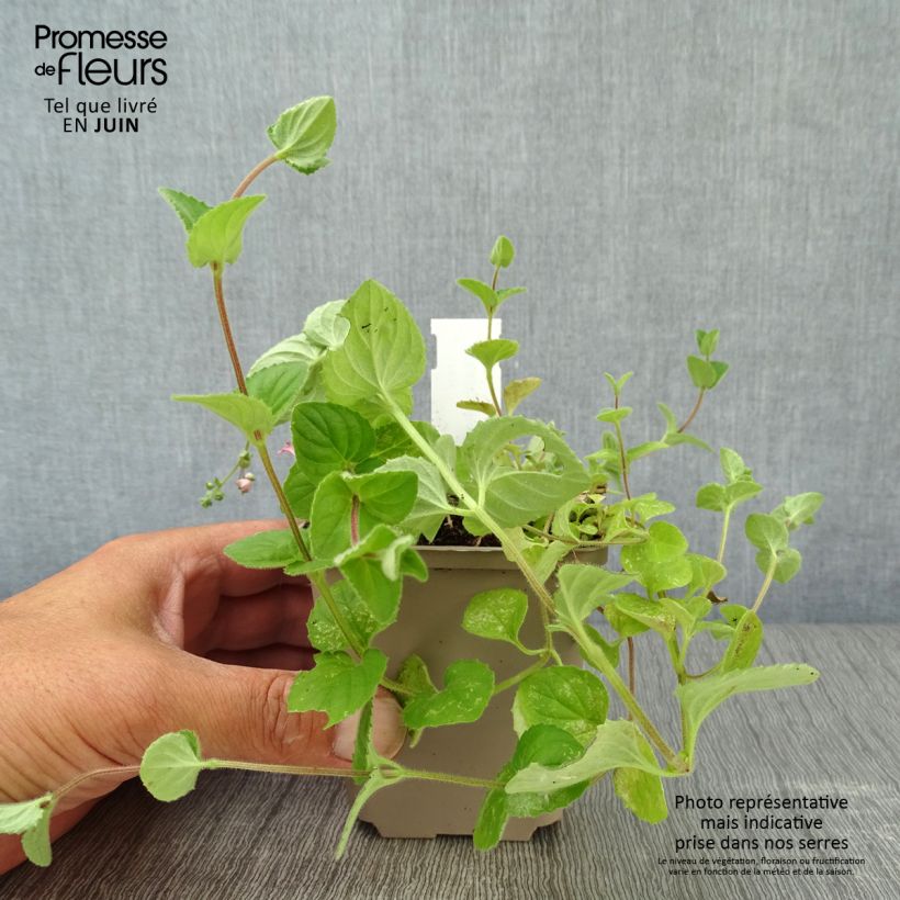 Esemplare di Diascia vigilis Vasetto da 8/9 cm consegnato in estate