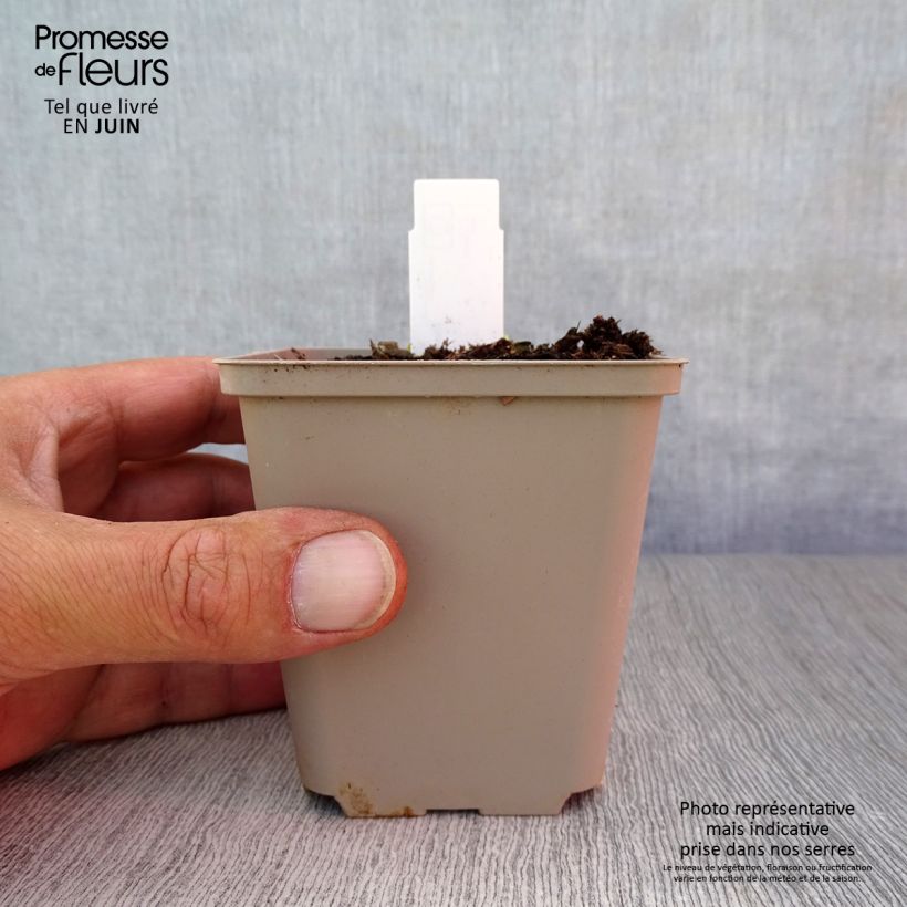 Esemplare di Dicentra cucullaria Vasetto da 8/9 cm consegnato in estate