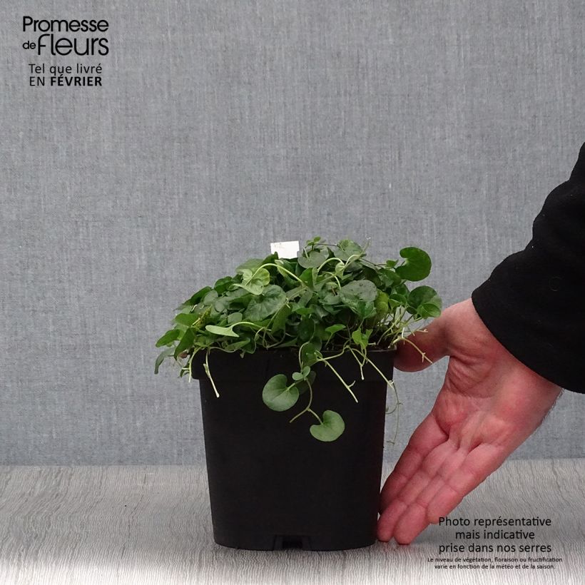 Dichondra repens Vaso da 2L/3L esemplare consegnato in inverno