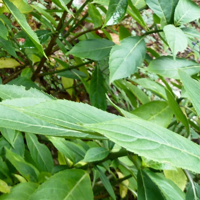 Dichroa febrifuga (Fogliame)