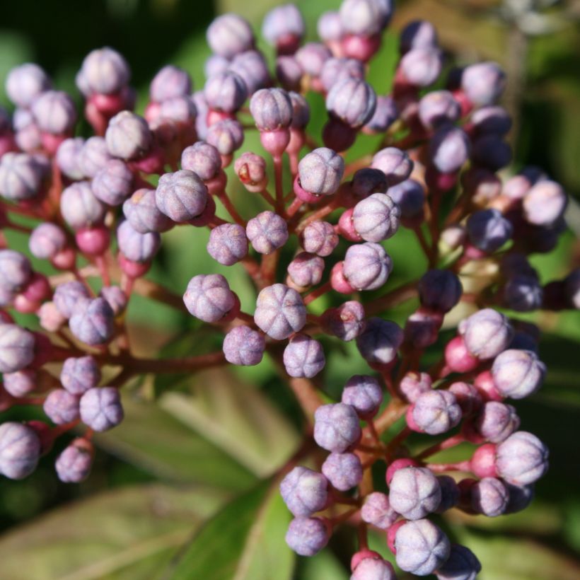 Dichroa febrifuga (Fioritura)