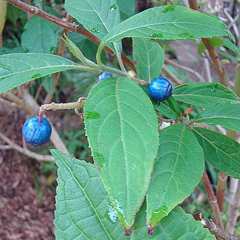 Dichroa febrifuga (Raccolta)