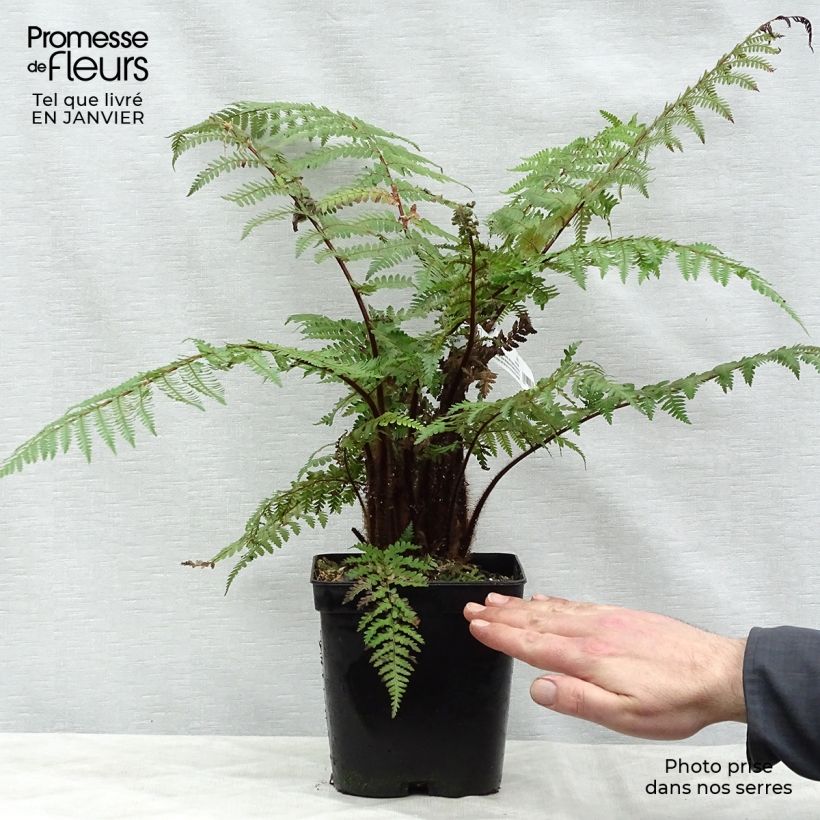 Dicksonia squarrosa - Felce arborea Vaso da 3L/4L esemplare consegnato in inverno