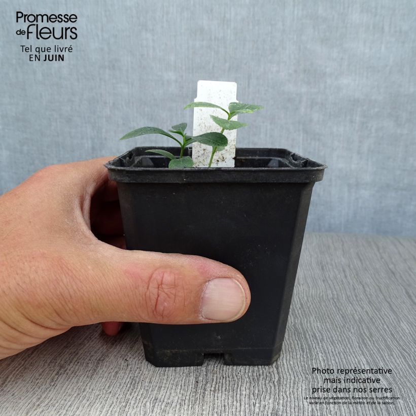 Esemplare di Dictamnus albus - Dittamo Vasetto da 8/9 cm consegnato in estate
