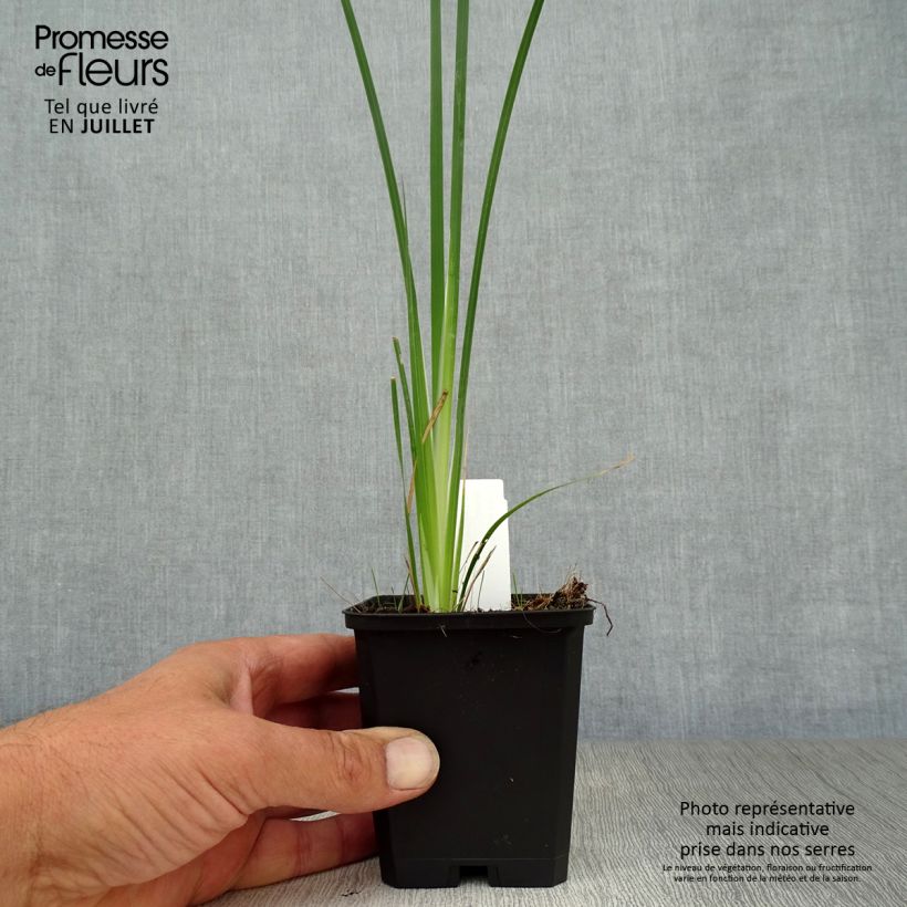 Esemplare di Dierama pulcherrimum Alba Vasetto da 8/9 cm consegnato in estate