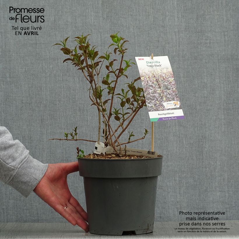 Diervilla rivularis Troja Black Vaso da 4L/5L esemplare consegnato in primavera