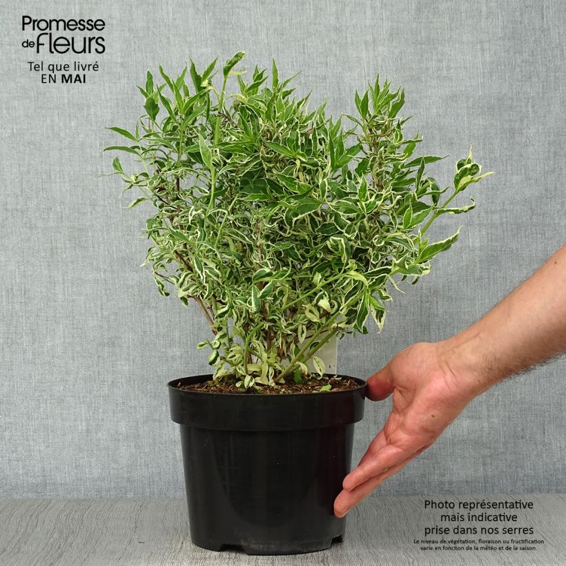 Diervilla sessilifolia Cool Splash Vaso da 3L/4L esemplare consegnato in primavera