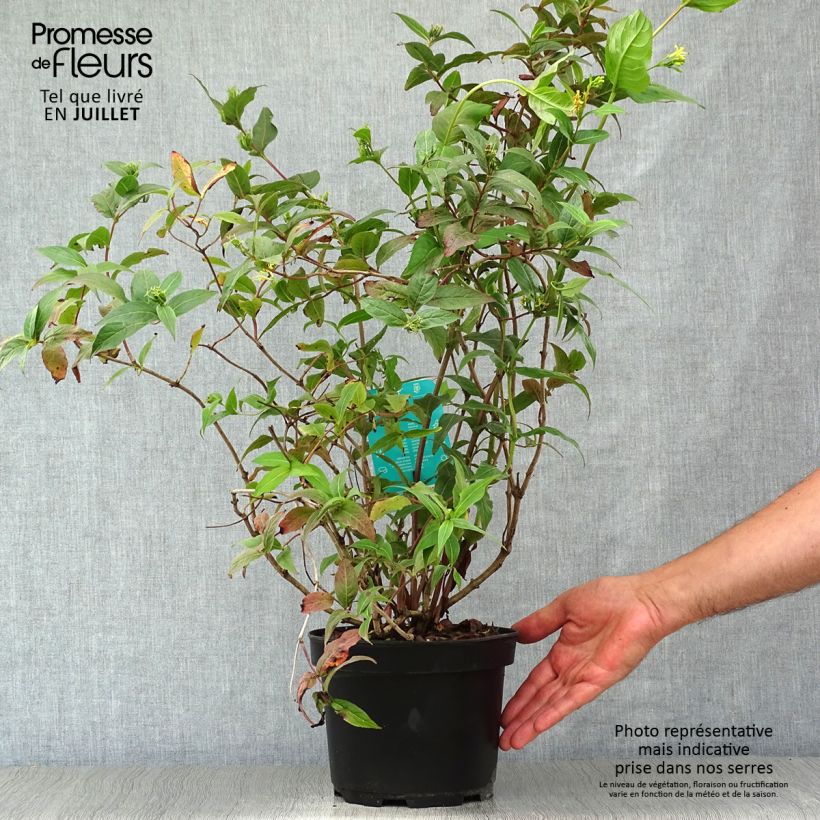 Esemplare di Diervilla splendens Vaso da 2L/3L consegnato in estate