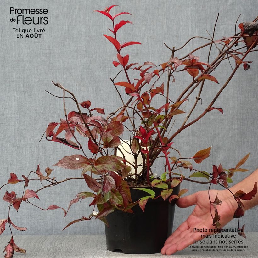 Esemplare di Diervilla splendens Diva Vaso da 3L/4L consegnato in estate