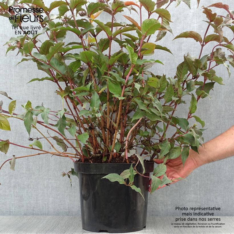 Esemplare di Diervilla splendens Diva Vaso da 7,5L/10L consegnato in estate
