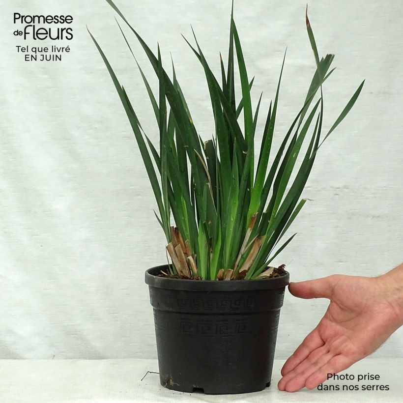 Esemplare di Dietes grandiflora Vaso da 2L/3L consegnato in estate