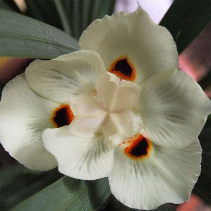 Dietes bicolor (Fioritura)