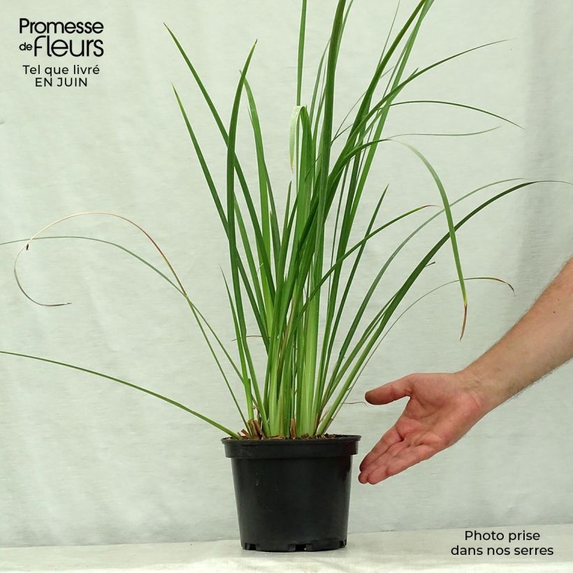 Esemplare di Dietes bicolor Vaso da 2L/3L consegnato in estate