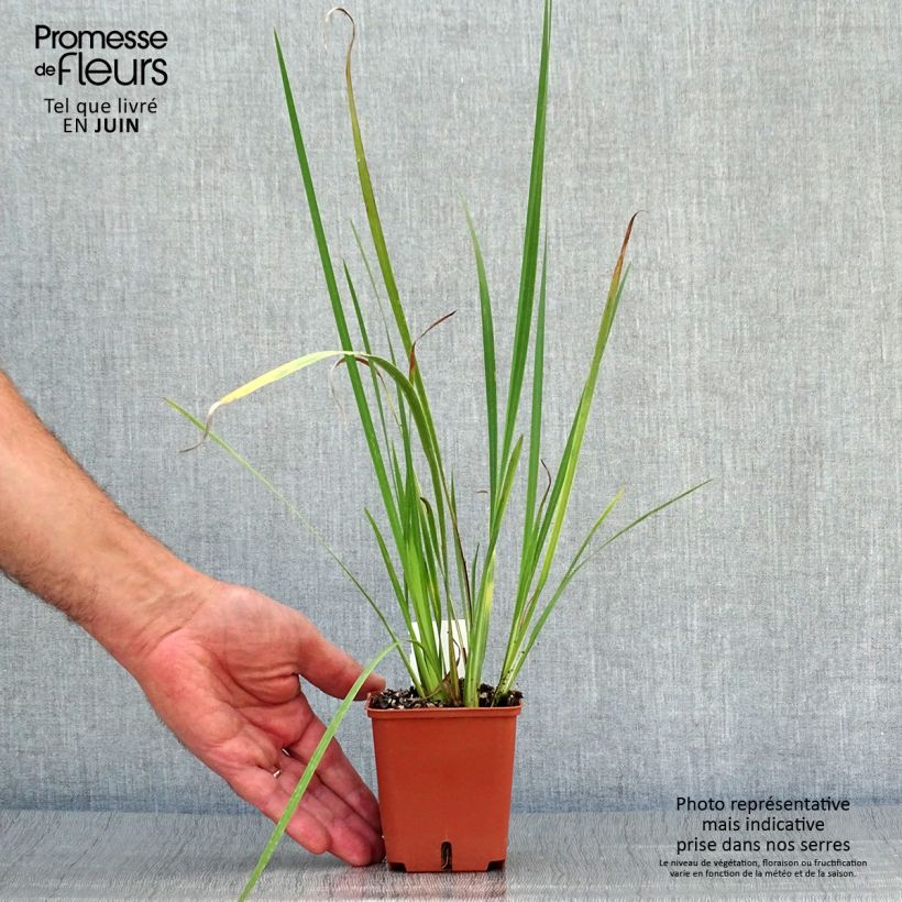 Esemplare di Dietes bicolor Vasetto da 8/9 cm consegnato in estate
