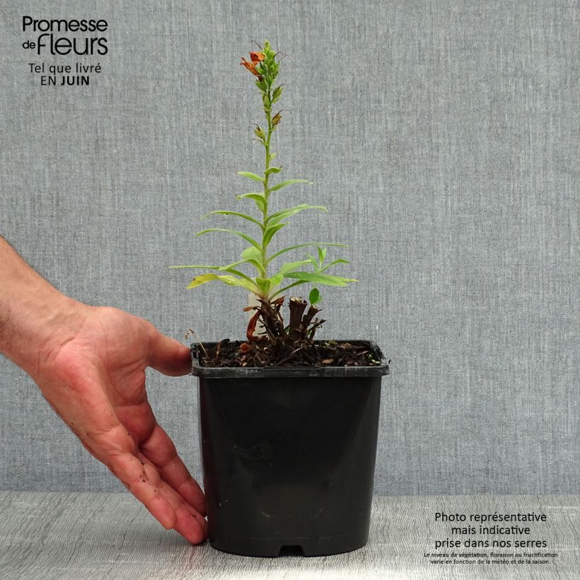 Esemplare di Digitalis Firecracker - Digitale ibrido Vaso da 2L/3L consegnato in estate