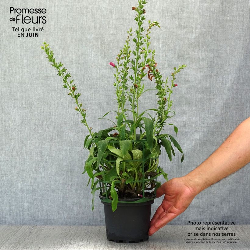 Esemplare di Digitalis Illumination Raspberry - Digitale ibrido Vaso da 2L/3L consegnato in estate