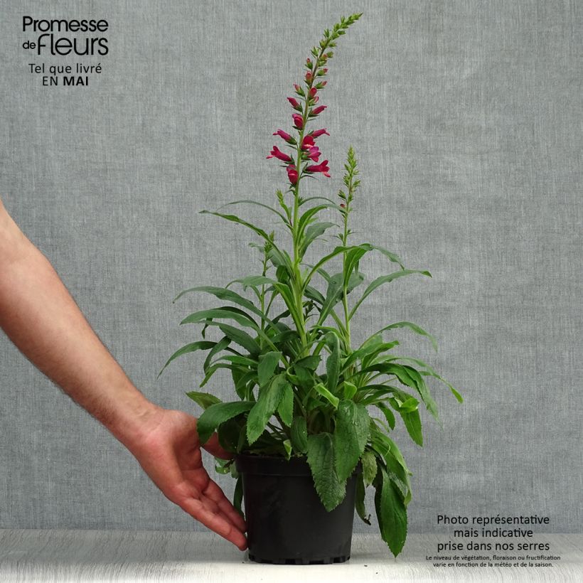 Digitalis Illumination Raspberry - Digitale ibrido Vaso da 2L/3L esemplare consegnato in primavera