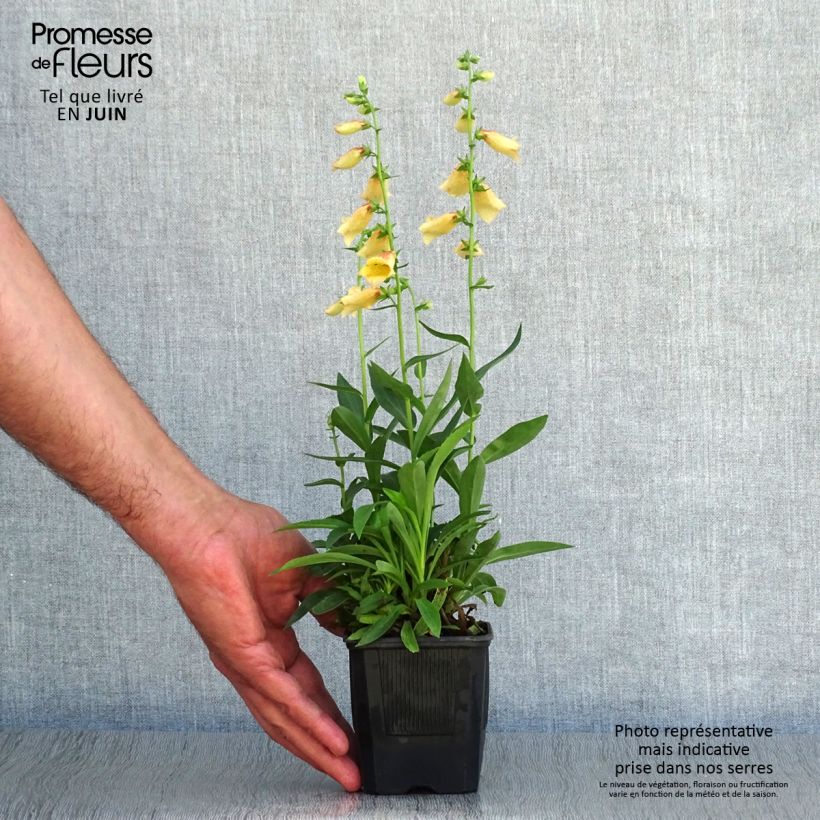 Esemplare di Digitalis Goldcrest - Digitale ibrido Vasetto da 8/9 cm consegnato in estate