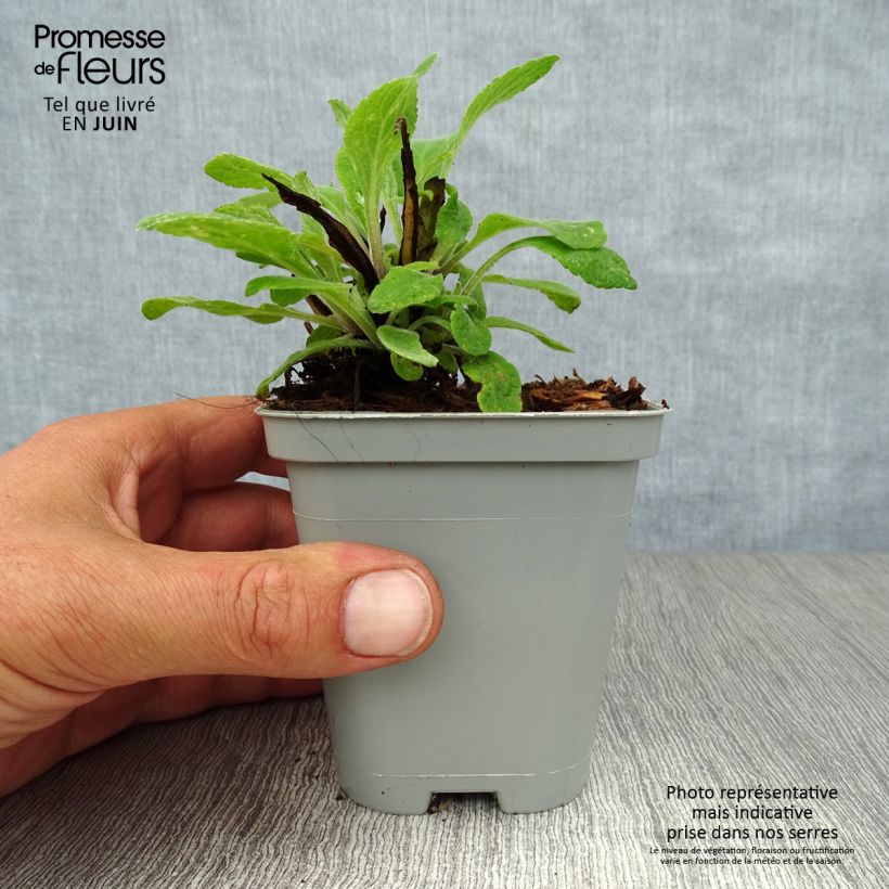 Esemplare di Digitalis mertonensis - Digitale Vasetto da 8/9 cm consegnato in estate
