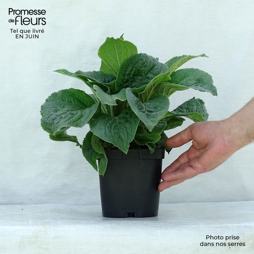 Esemplare di Digitalis mertonensis - Digitale Vaso da 2L/3L consegnato in estate