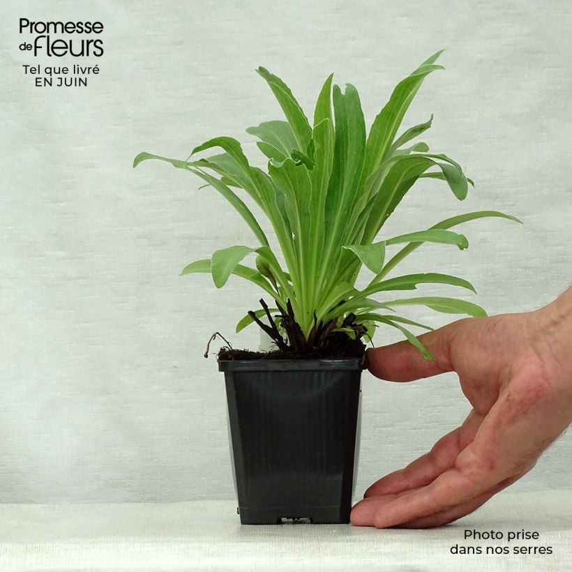 Esemplare di Digitalis parviflora - Digitale Vasetto da 8/9 cm consegnato in estate